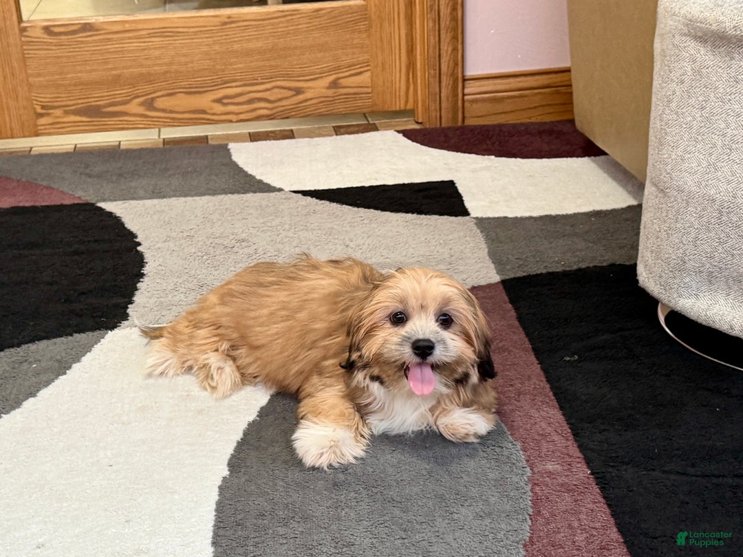 Lhasa Apso dogs for sale: Janie - Image 2