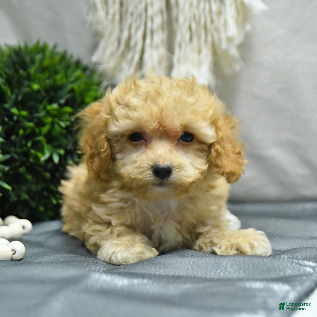 Bichpoo dogs for sale: Cody - Image 3