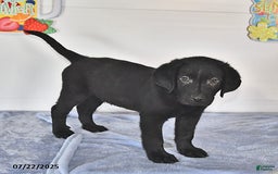 Labrador Retriever dogs for sale: Carter - Image 3