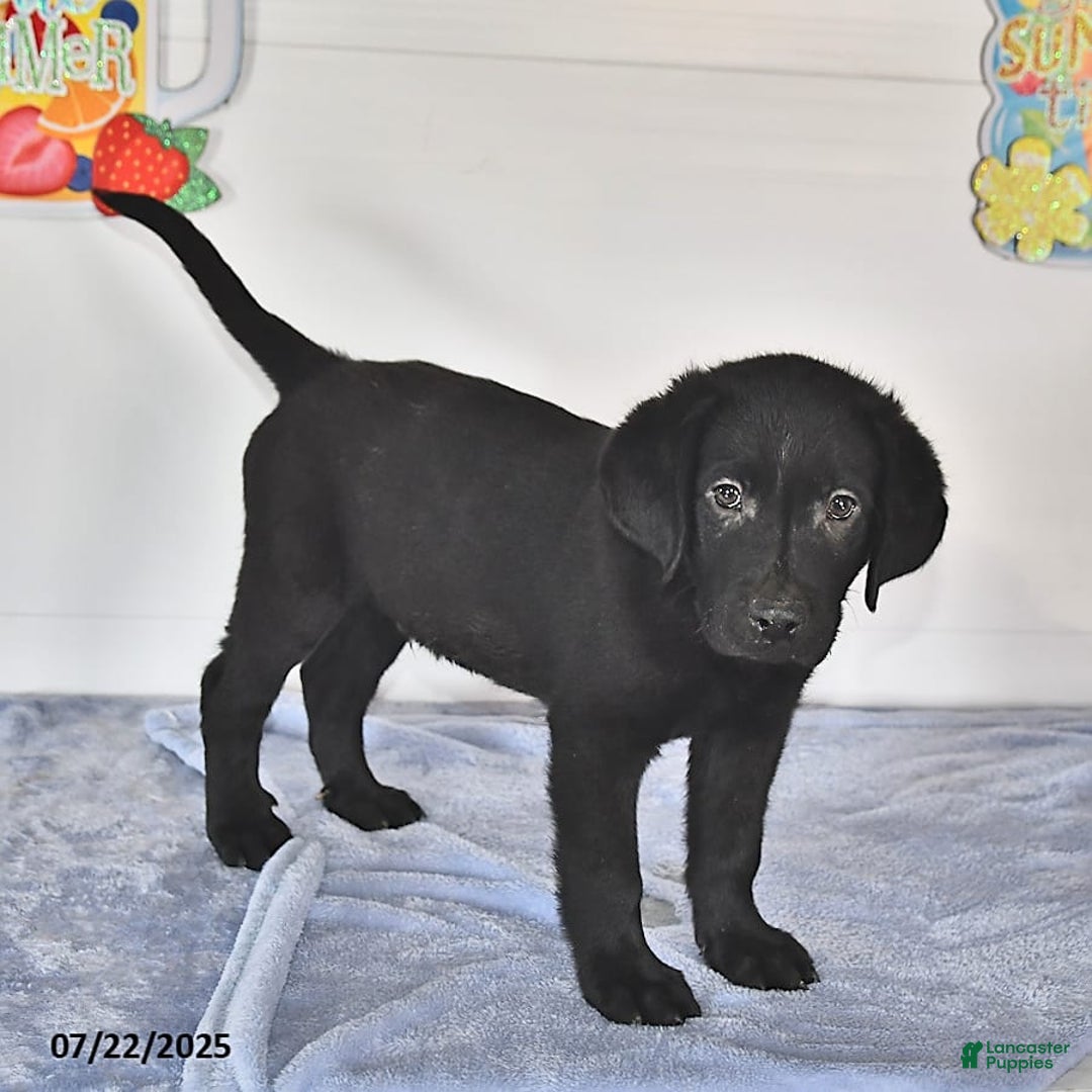 Labrador Retriever dogs for sale: Carter - Image 3