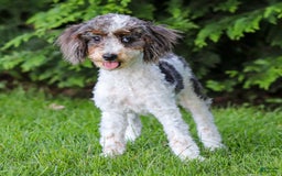 Cavapoo dogs for sale: Simba - Image 20