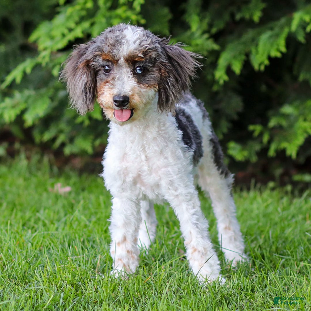 Cavapoo dogs for sale: Simba - Image 20