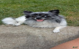Pomeranian dogs for sale: Booty Boots - Image 8