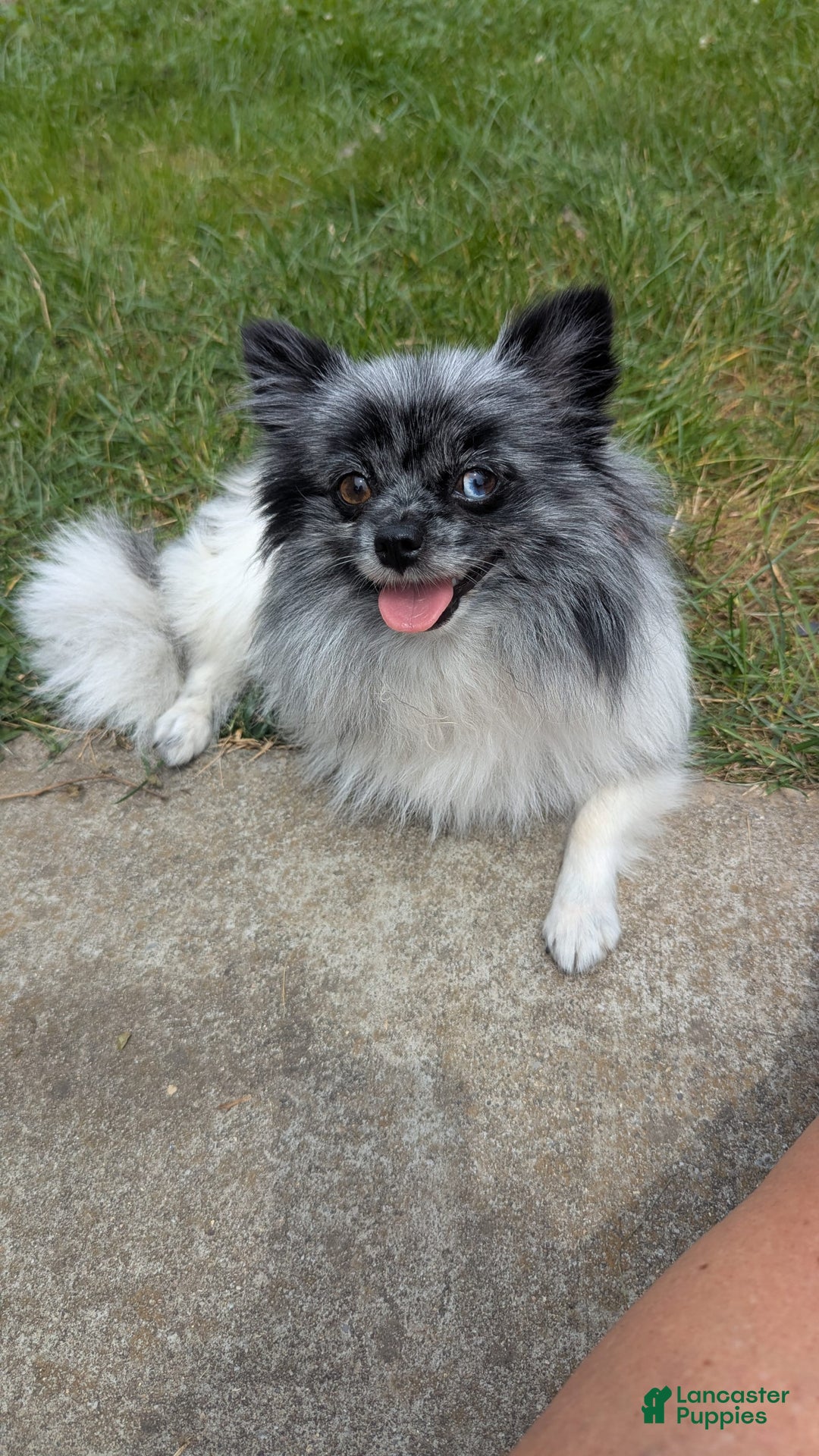 Pomeranian dogs for sale: Booty Boots - Image 8