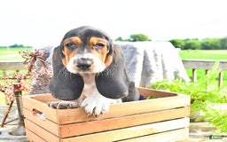 Basset Hound dogs for sale: Shanda - Image 8