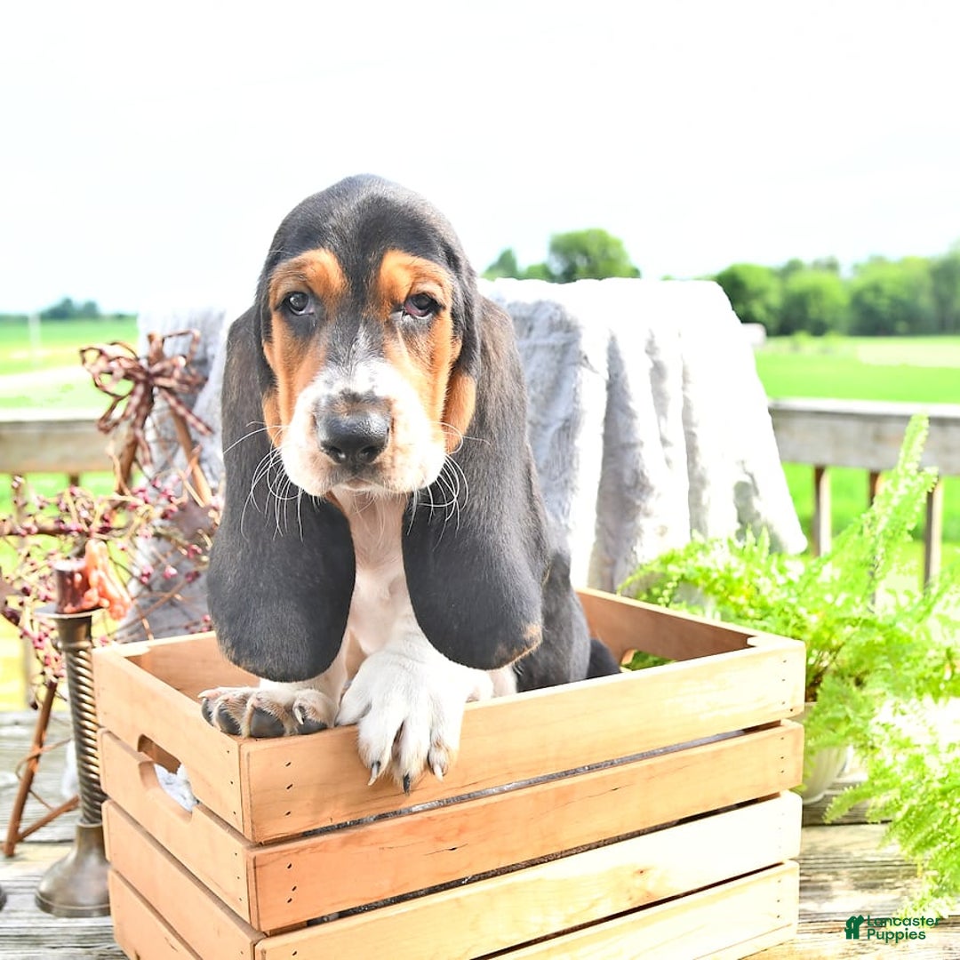Basset Hound dogs for sale: Shanda - Image 8