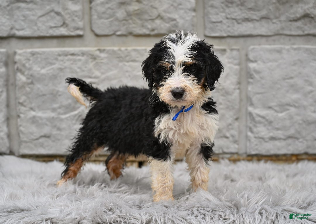 Bernedoodle dogs for sale: Farley - Image 4