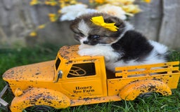 Pomeranian dogs for sale: Nirvana - Image 3