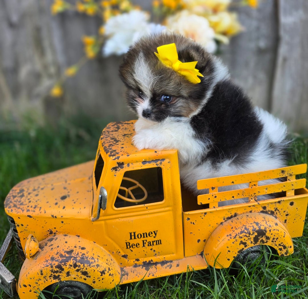 Pomeranian dogs for sale: Nirvana - Image 3