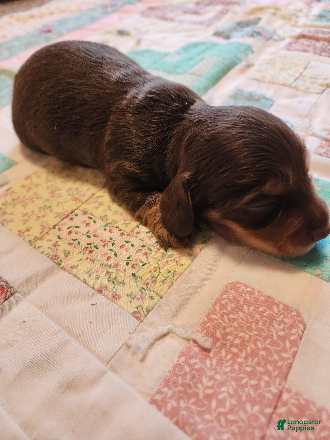 Miniature Dachshund dogs for sale: Casper - Image 15