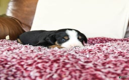 Greater Swiss Mountain Dog dogs for sale: Goldie - Image 7
