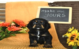 Cocker Spaniel dogs for sale: Pepper - Image 4