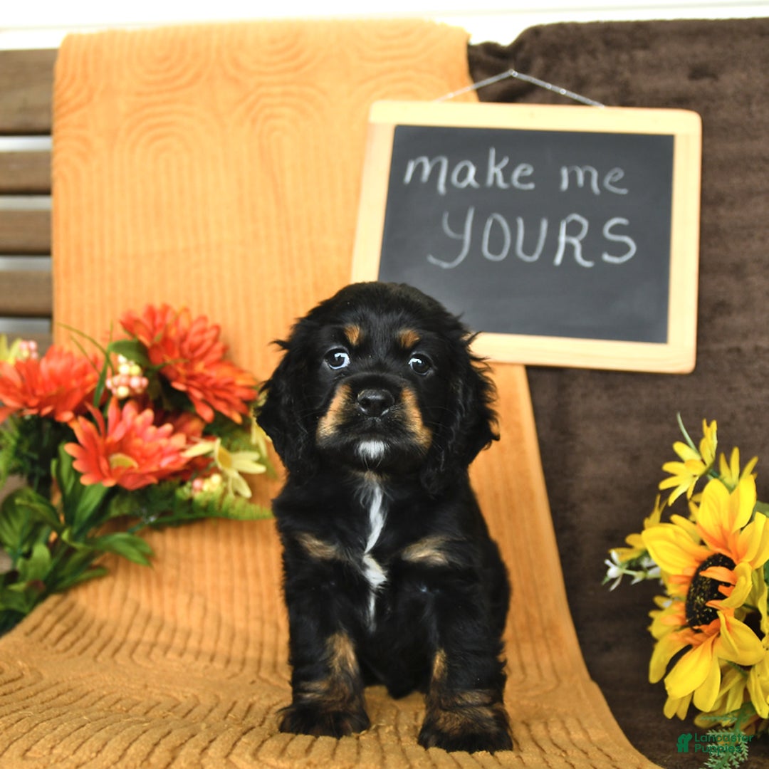 Cocker Spaniel dogs for sale: Pepper - Image 4