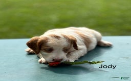 Brittany Spaniel dogs for sale: Jody - Image 3