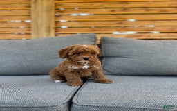 Toy Poodle dogs for sale: Teacup Poodle Male - Image 1