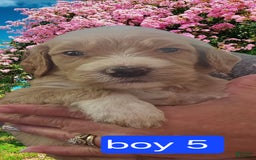 Goldendoodle dogs for sale: Rosco - Image 5