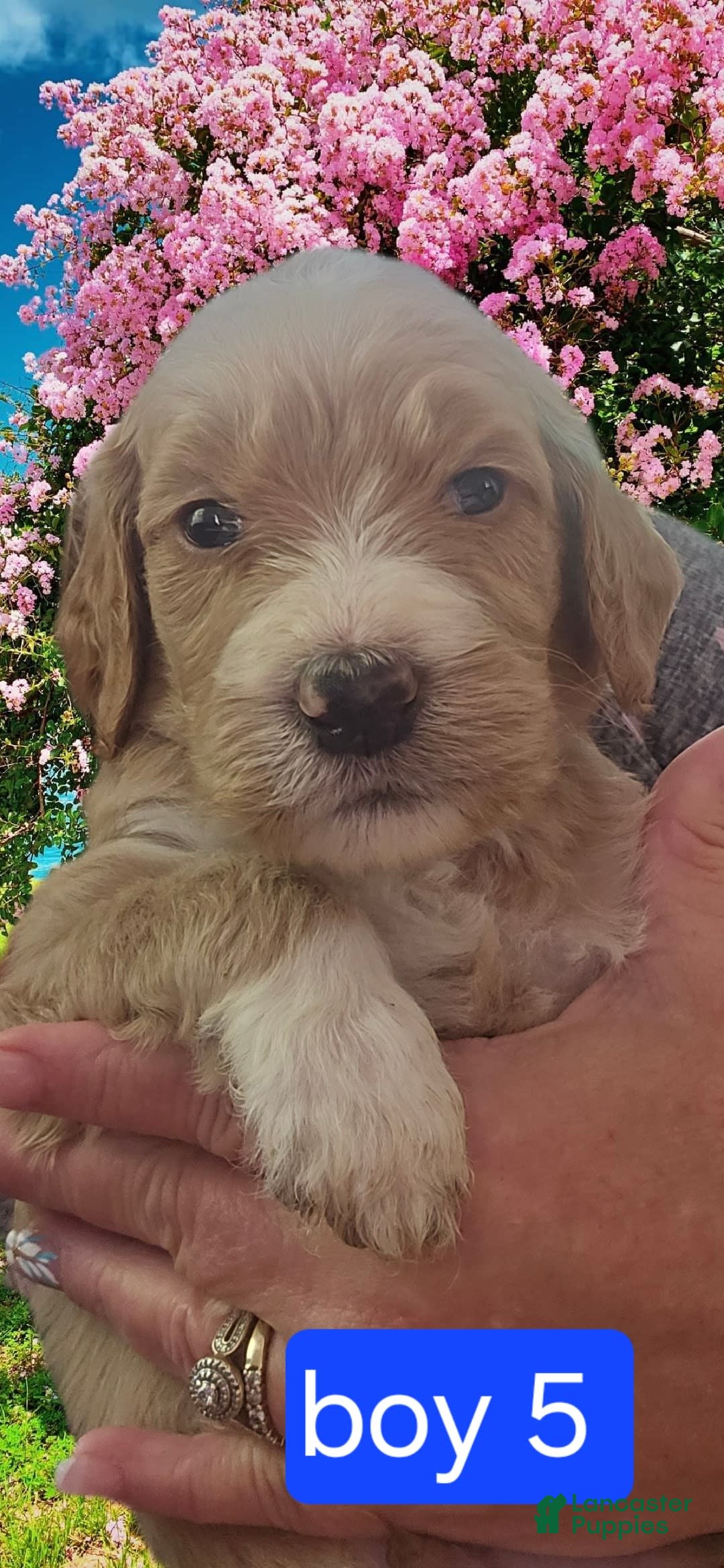 Goldendoodle dogs for sale: Rosco - Image 5