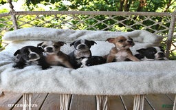 Boston Terrier dogs for sale: Clancy - Image 3