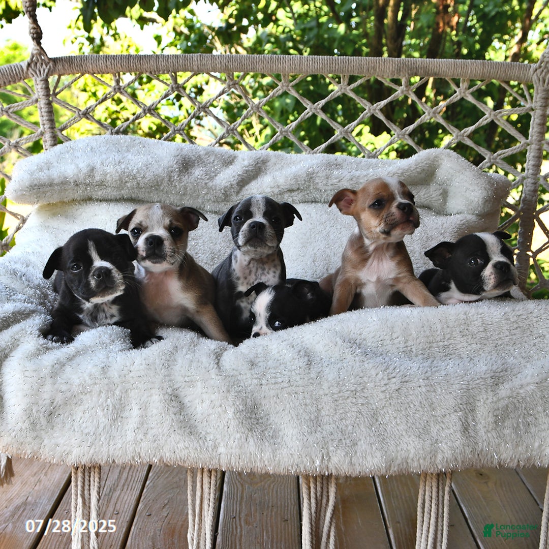 Boston Terrier dogs for sale: Clancy - Image 3