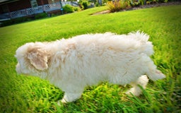 Havapoo dogs for sale: Valiant - Image 12