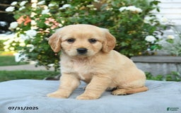 Miniature Golden Retriever dogs for sale: Sasha - Image 2