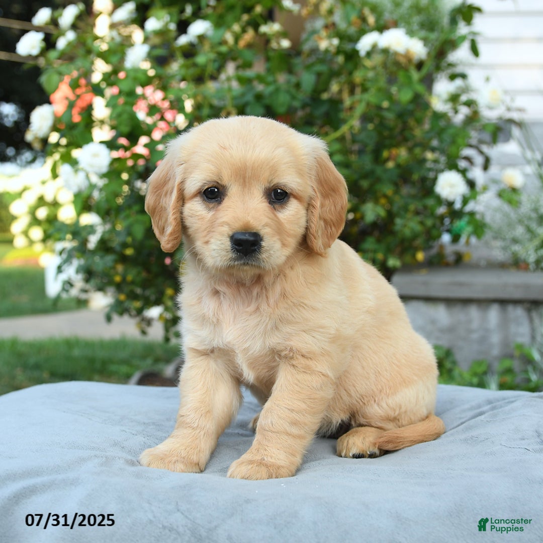 Miniature Golden Retriever dogs for sale: Sasha - Image 2