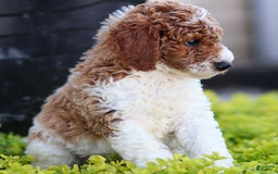 Standard Poodle dogs for sale: Rascal - Image 6