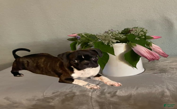 Boston Terrier dogs for sale - Ad 3