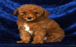 Mini Goldendoodle dogs for sale: Diva - Image 1