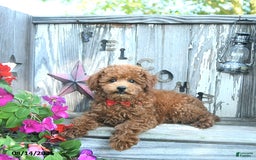 Toy Poodle dogs for sale: Roscoe - Image 2