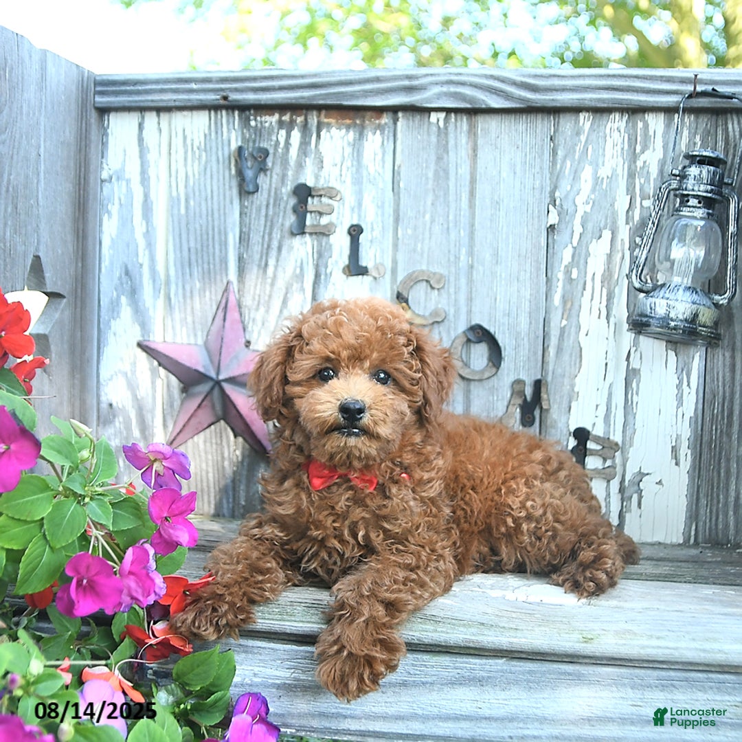 Toy Poodle dogs for sale: Roscoe - Image 2