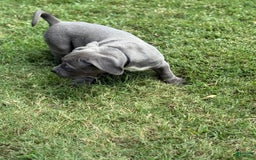 American Bully dogs for sale: Bam Bam - Image 3