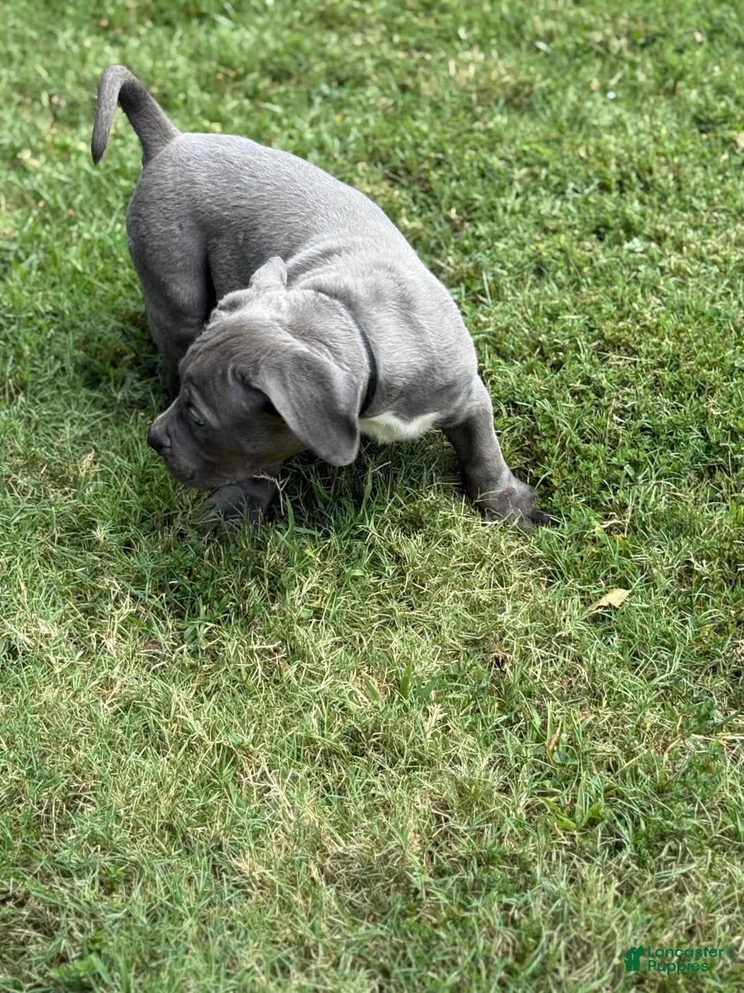 American Bully dogs for sale: Bam Bam - Image 3