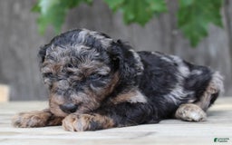 Standard Poodle dogs for sale: Rome Moyen - Image 9