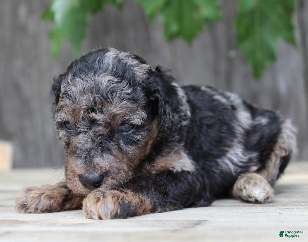 Standard Poodle dogs for sale: Rome Moyen - Image 9