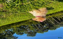 Aussiedoodle dogs for sale: Bella - Image 8