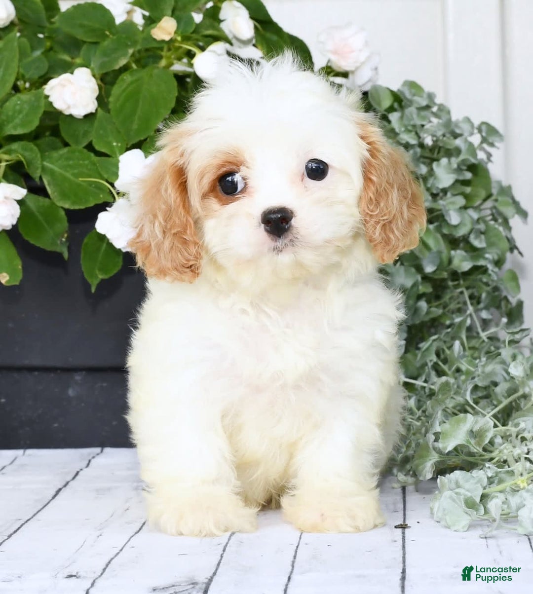 Cavapoo dogs for sale: Bailey - Image 9