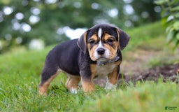 Beabull dogs for sale: Sadie - Image 7