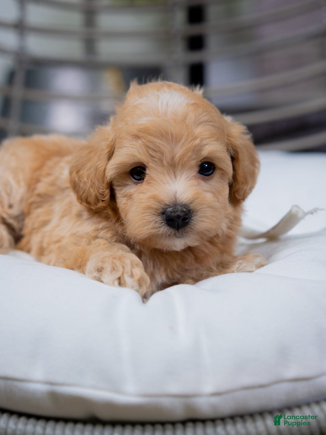 Maltipoo dogs for sale: Vander - Image 7