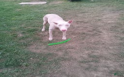 Doberman Pinscher dogs for sale: White Collar - Image 8