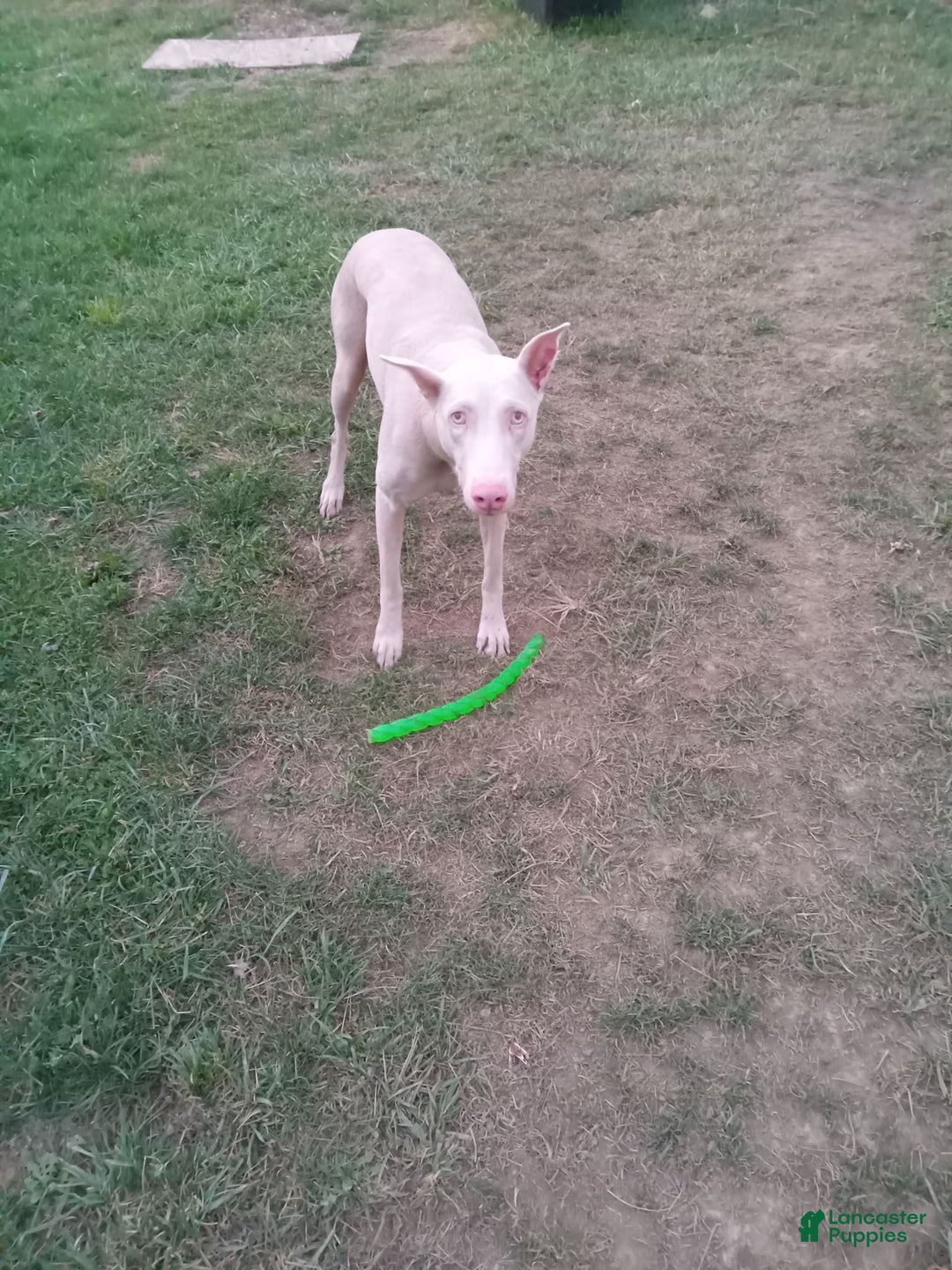Doberman Pinscher dogs for sale: White Collar - Image 8