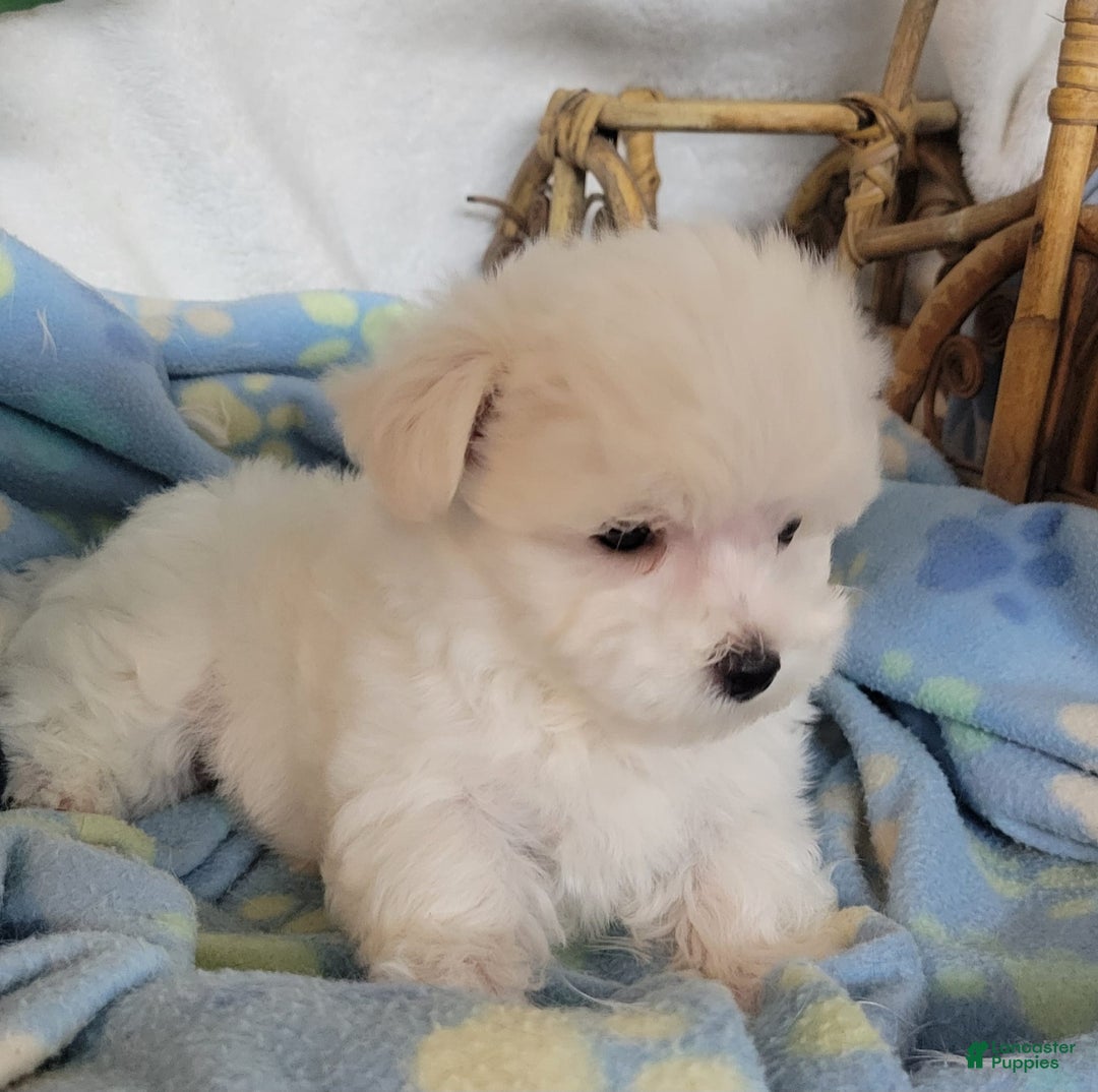 Maltese dogs for sale: Amigo - Image 3