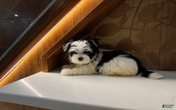 Morkie dogs for sale: Eileen - Image 4