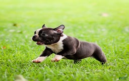 Boston Terrier dogs for sale: Don - Image 3