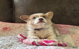 Welsh Corgi Pembroke dogs for sale: Purple Collar Girl - Image 2