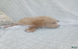 Miniature Dachshund dogs for sale: Elmer - Image 11