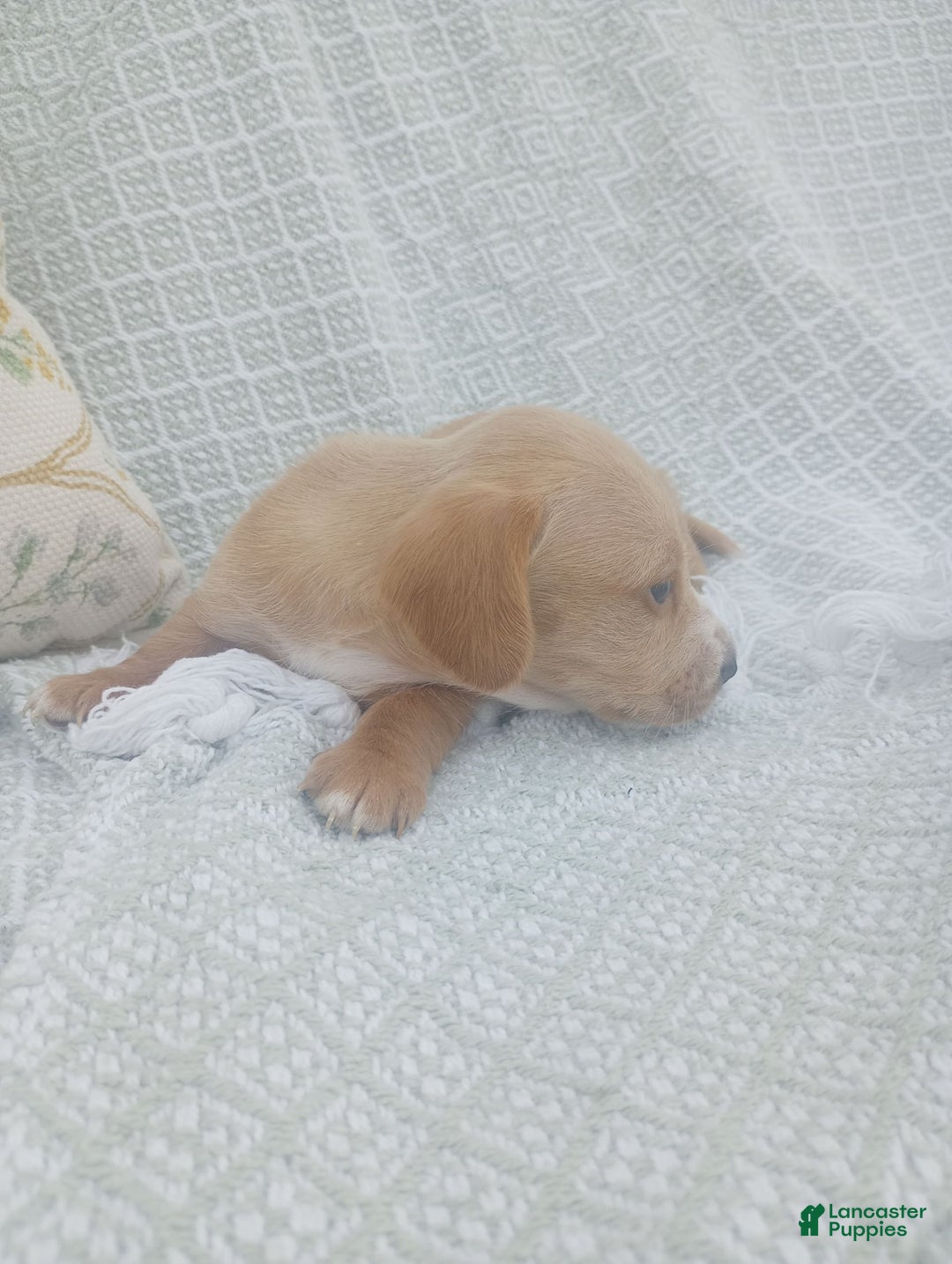 Miniature Dachshund dogs for sale: Elmer - Image 11