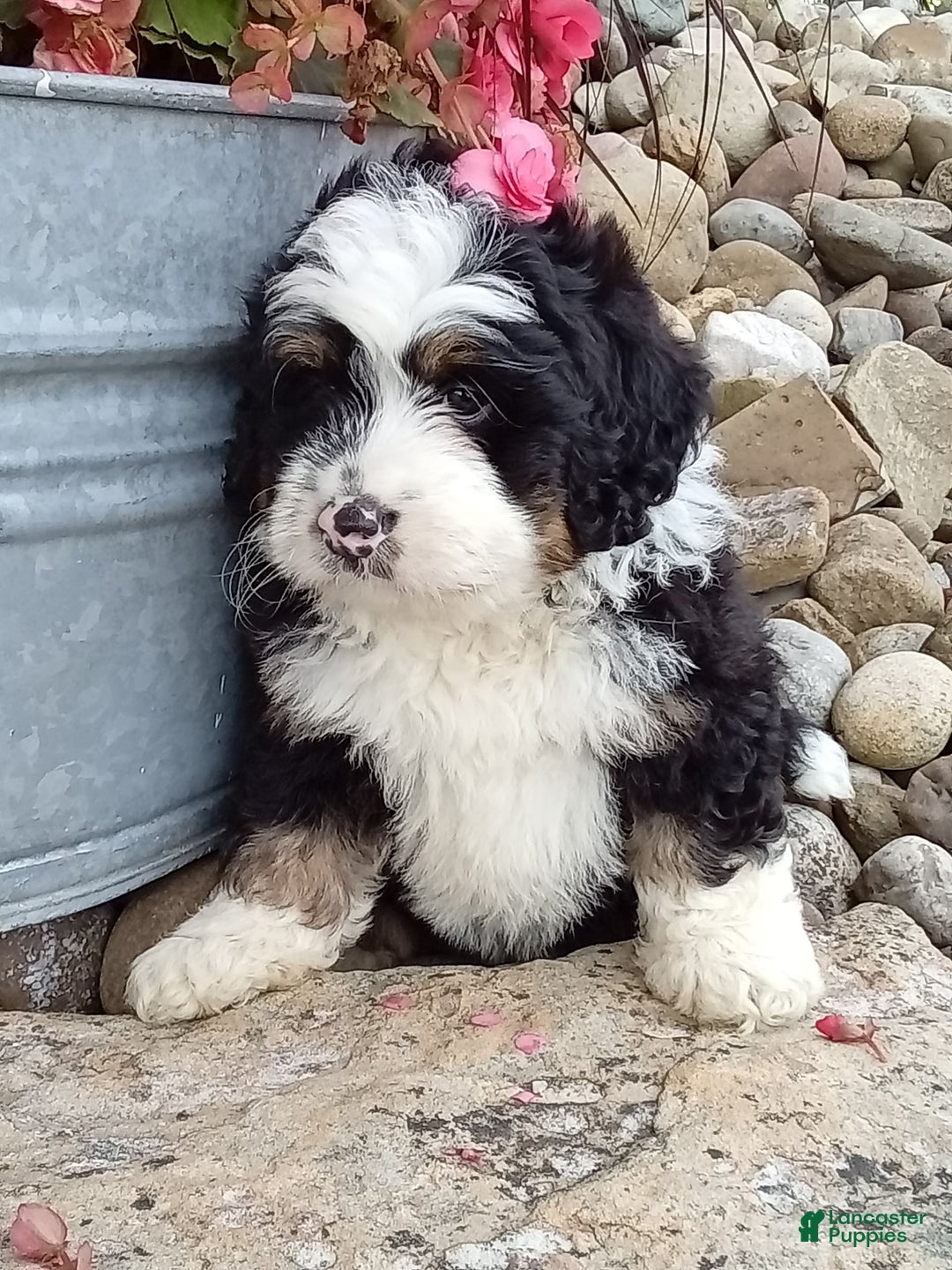 Mini Bernedoodle dogs for sale: Banjo - Image 7