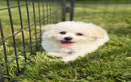 Bichon Frise dogs for sale: Buddy - Image 7