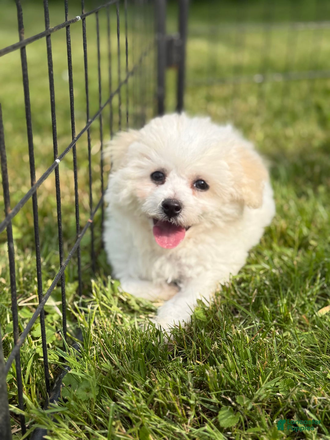 Bichon Frise dogs for sale: Buddy - Image 7